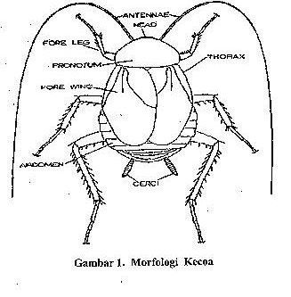 gambar morfologi kecoak}