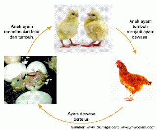 esluha4a DAUR  HIDUP  HEWAN  DAN TUMBUHAN