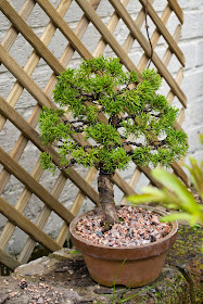 bonsai, juniperus bonsai, training juniper, itoigawa bonsai