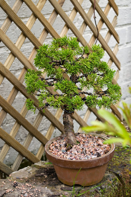 bonsai, juniperus bonsai, training juniper, itoigawa bonsai