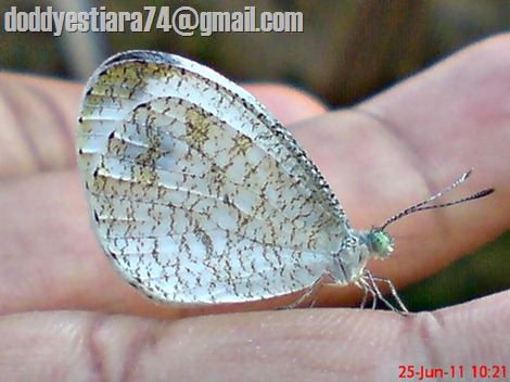 Leptosia nina - Psyche, Black-spotted White 02