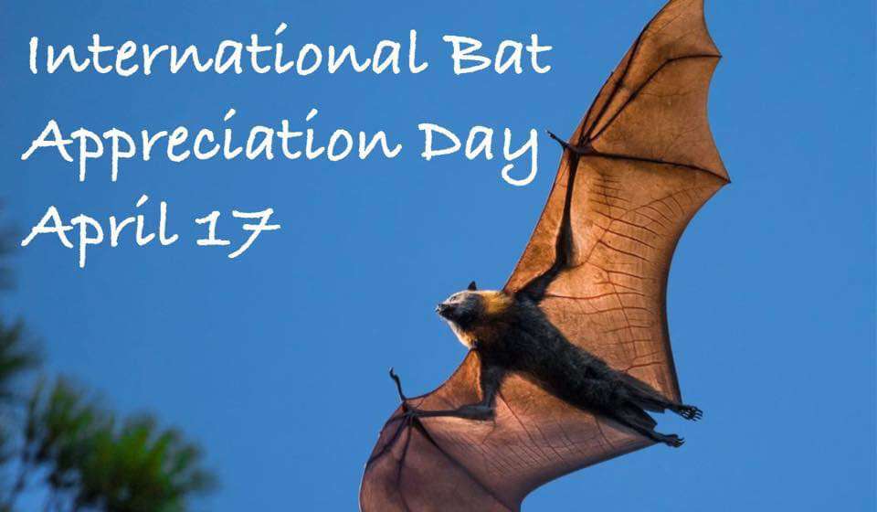 International Bat Appreciation Day Wishes Beautiful Image
