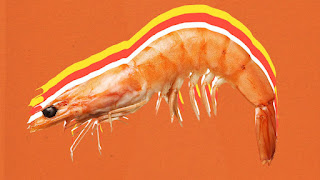 Top 16 Amazing Information about Shrimp