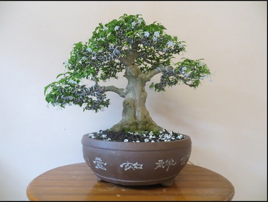 Tanaman Apa Saja Yang Paling Sering Dijadikan Bonsai 