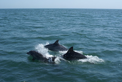 Tûmelfisk - Tuimelaar - Tursiops truncatus