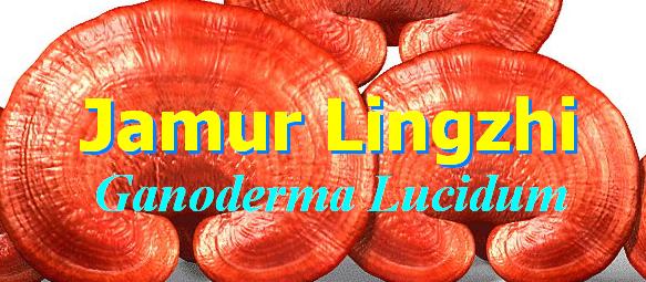 Jamur Lingzhi
