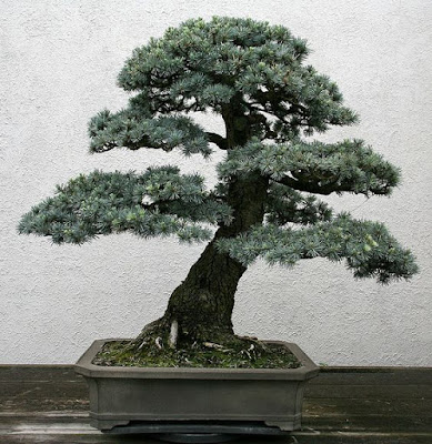 Model Pot Bonsai Yang Cantik