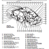 2007 Camry Electrical Wiring Diagram (Toyota)