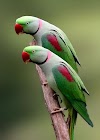 Alexandrine Parrots Taxonomy, Etymology, Phylogeny, Ecology, Behavior and Description / Alexandrine Parrot Introduction