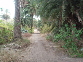 Camino de Salvago