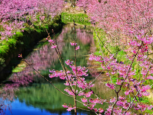 南投竹山杉林溪粉紅「椿寒櫻」櫻花河岸唯美倒影，鬱金香爭奇鬥豔