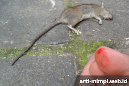 Arti Mimpi Digigit Tikus dalam Berbagai Kondisi