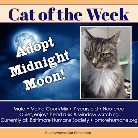 Cat of the Week: Midnight Moon in Baltimore