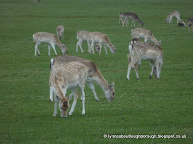 Bradgate deer