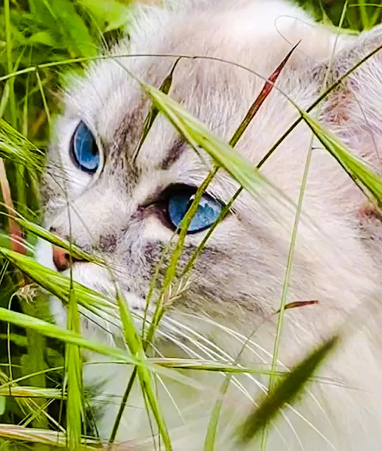 The physics behind the blue eyes of cats including the Ragdoll