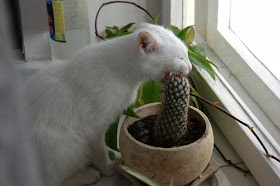 funny cats pictures, cat eats cactus