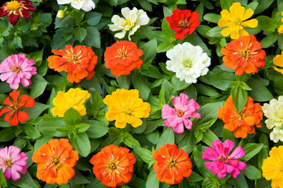 HD FLOWERS IMAGES COLLECTIONS  88