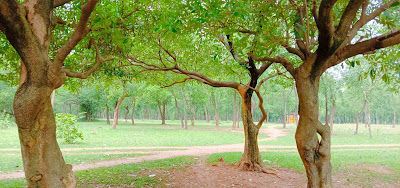 Jungle road images or Photos of forest road 