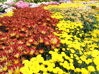 eksplorasi pesta floria putrajaya 2012