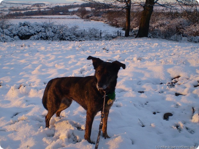 brusnow