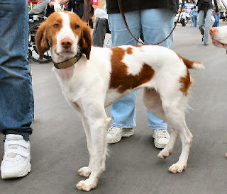 brittany spaniel dog hound canine pooch canis bow-wow despicable fellow qen txakurra gos pas hond koer aso koira kutya hundur madra pets huisdieren animaux de compagnie Haustiere de companie husdjur Evcil Hayvan anifeiliaid anwes domace zvali augintiniai alagang hayop domaci zvirata kucni ljubimci animals domestics maskotak