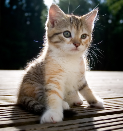 Cute Baby Cats on Ms  Pickert S 4th Grade Class  Stories By Alexis