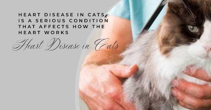 Understanding Heart Disease in Cats: Causes, Symptoms, and Treatment Options