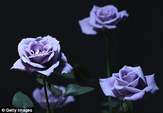 is of the new Blue Rose.