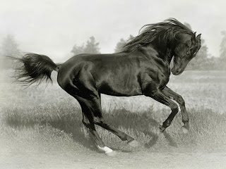 Black Horse Wallpapers