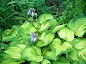 Hosta Old Glory care