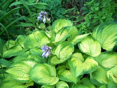 Hosta Old Glory care