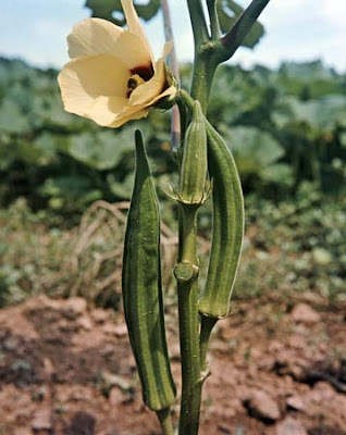 How to grow okra from seed outdoors