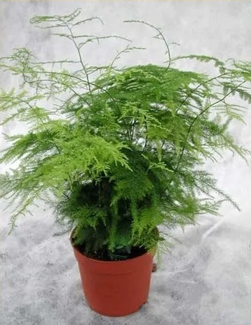 organic asparagus plants, asparagus plants for sale, asparagus fern, asparagus crowns, asparagus plant care, how to grow asparagus, growing asparagus plants, asparagus fern care