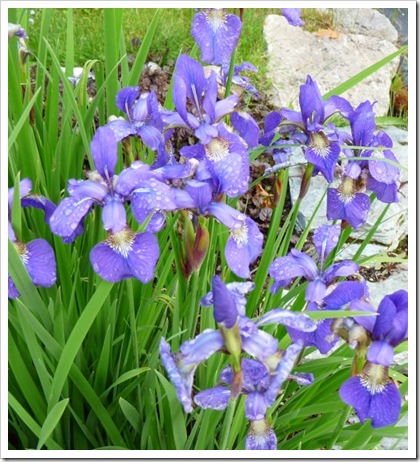 iris