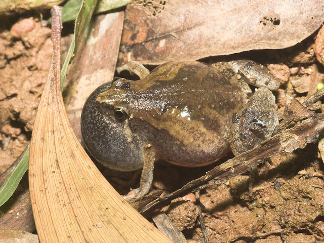 East Asian Ornate Chorus Frog - Microhyla fissipes