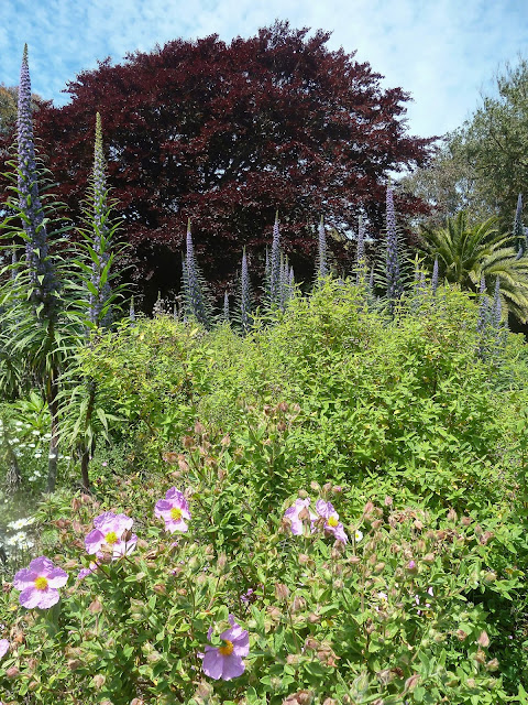 Echium at Ventnor Botanic Gardens