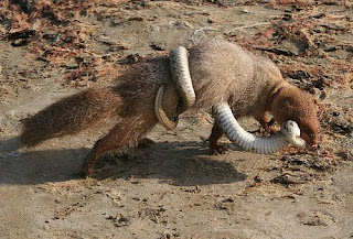 Mongoose & Snake Fight