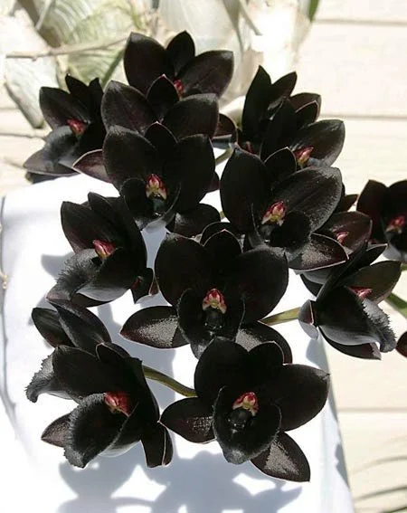 Black Orchid Flower - Orchid Flower Picture Download - Picture of orchid flower- NeotericIT.com