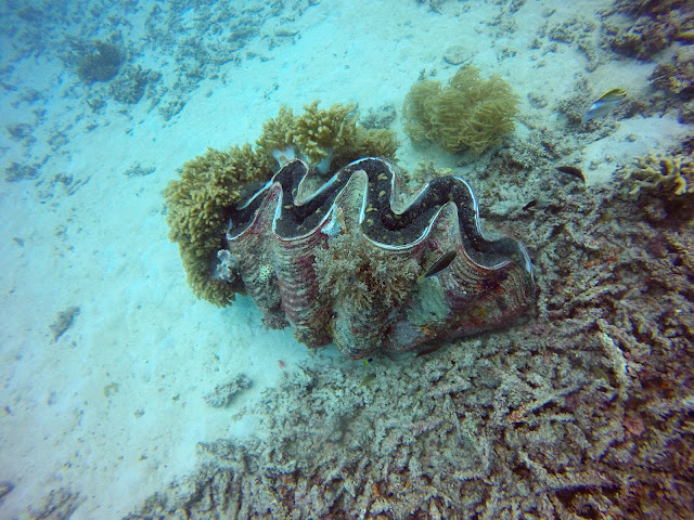 Great Barrier Reef Cairns Australia scuba diving