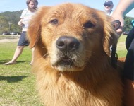 Pets 12 (8)