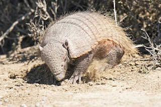 Hairy Armadillo