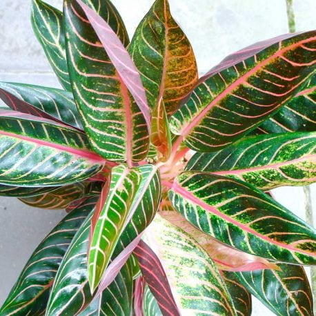 Aglaonema Pride of Sumatra