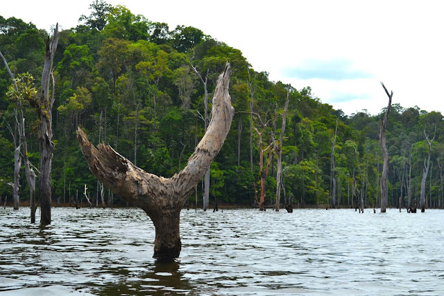 Guyane, balade en Canoë,  barrage du petit saut, Sinnamary, EDF, Kourou, circuit canoë