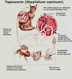 Kak Yus potpet potpet : Kucing Dan Cacing