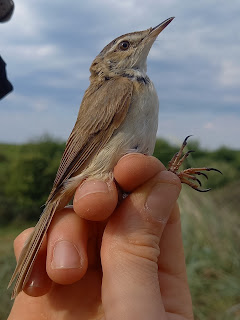 Paddyfield Warbler