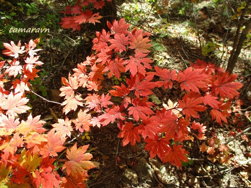 Клён ложнозибольдов (Acer pseudosieboldianum)