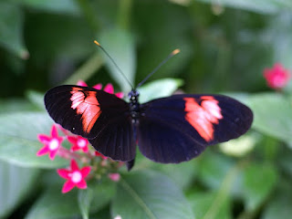 Heliconius sp. - Heliconius non identifiés 