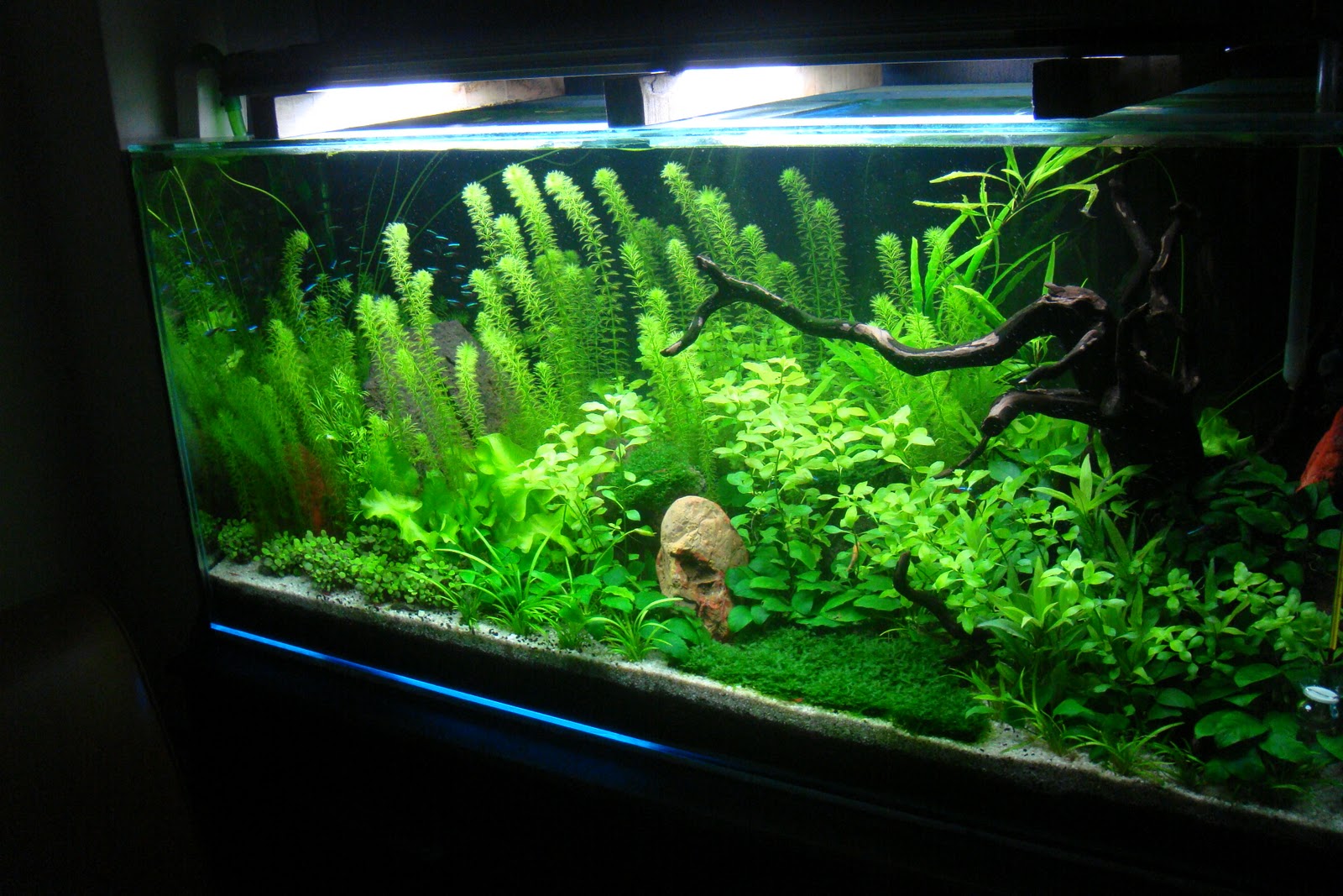 Indo Modern Gallery iAquascapei Discus Fish iAQUASCAPEi Indo Modern Gallery iAquascapei Discus Fish iAQUASCAPEi
