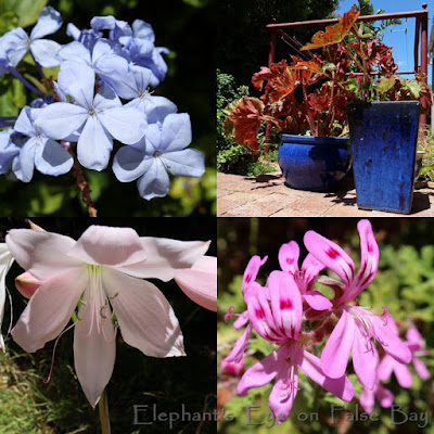 January garden flowers