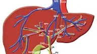 3 Ramuan ini Efektif Sembuhkan Penyakit Liver